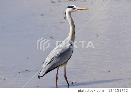 Gray heron heron / Japan 124151752