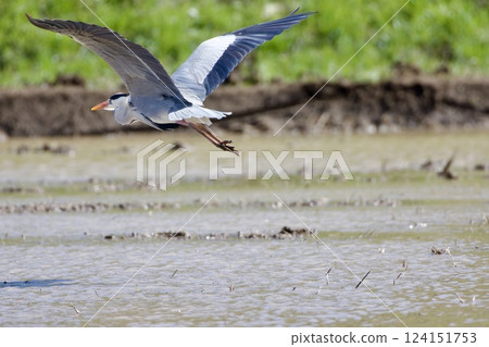 Gray heron heron / Japan 124151753
