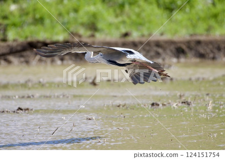 Gray heron heron / Japan 124151754