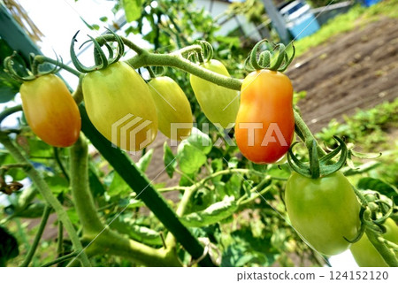 Tomatoes at home garden Tomatoes at home garden 124152120
