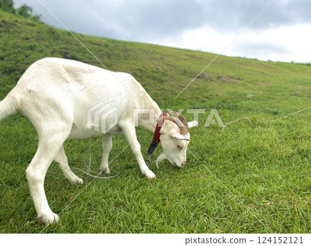 喂草的山羊 124152121