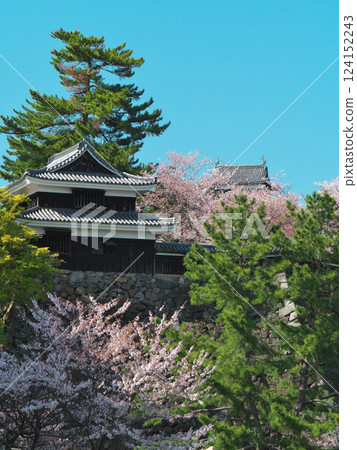 盛開的櫻花點綴著松江城(松江市) 盛開的櫻花點綴著松江城(松江市) 124152243
