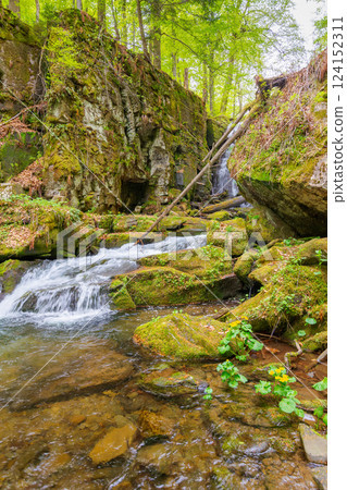 landscape with river among rock in forest. clear water stream in nature green environment. beautiful natural park scenery near wild waterfall in spring 124152311