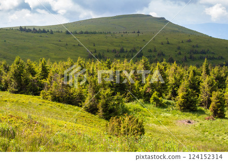 mountain landscape with forest in summer. nature with grass on the hill and cloudy sky. scenic view of outdoor background. beautiful scenery for travel 124152314