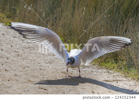 Black-headed gull display while taking off 124152344