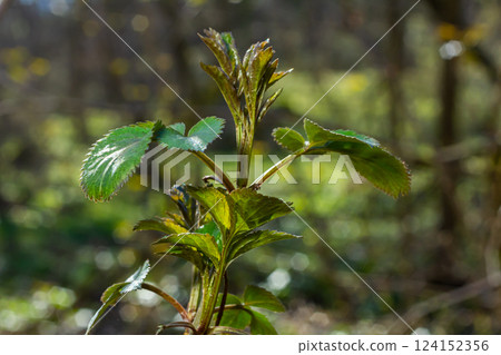 Spring young leaves on the trees against the background of a spring park. Spring landscape, trees with first leaves 124152356