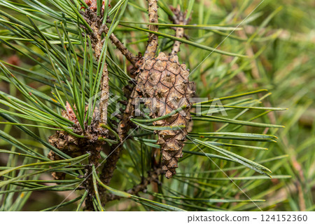 Pinus sylvestris branch with cones in natural environment 124152360