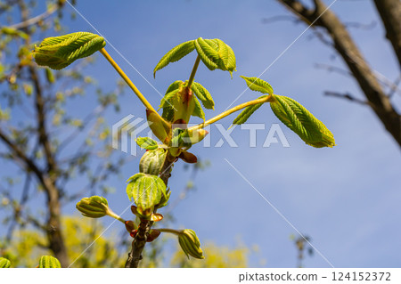 Green Chestnut Leaves in beautiful light. Spring season, spring colors. Aesculus hippocastanum, the horse chestnut Green Chestnut Leaves in beautiful light. Spring season, spring colors. Aesculus hippocastanum, the horse chestnut 124152372