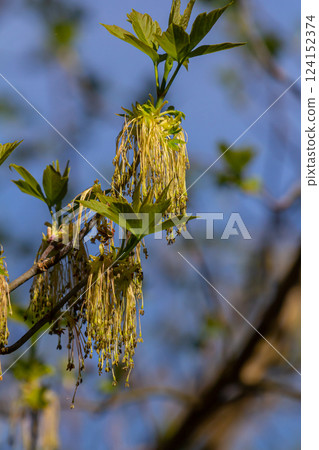 The ash-leaved maple Acer negundo flowers in early spring, sunny day and natural environment, blurred background The ash-leaved maple Acer negundo flowers in early spring, sunny day and natural environment, blurred background 124152374