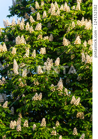 Aesculus hippocastanum is a large tree. Its inflorescences are a source of nectar for bees and insects, and are used as an ingredient in traditional medicine Aesculus hippocastanum is a large tree. Its inflorescences are a source of nectar for bees and insects, and are used as an ingredient in traditional medicine 124152382
