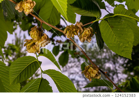 Close-up shot of the samara samarae of the Wych or Scots elm Ulmus glabra on the branches among green leaves in early spring Close-up shot of the samara samarae of the Wych or Scots elm Ulmus glabra on the branches among green leaves in early spring 124152383