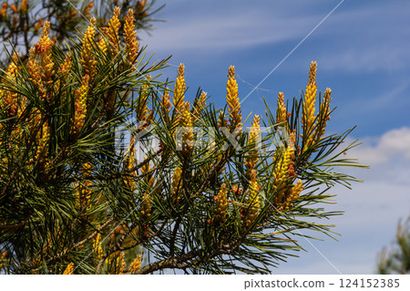 Selective focus of detail of ovoid and orange shoots of Pinus pinea and green needles with blurred background 124152385