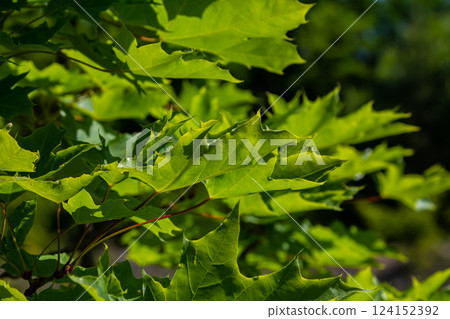 Close up of Acer platanoides, Norway maple, with sunlit new leaves on dark background. Image with selective focus and shallow depth of field 124152392