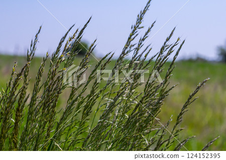 Poa trivialis rough bluegrass, rough-stalked meadow-grass or rough meadow-grass, is perennial plant regarded in US as ornamental plant. It is part of grass family Poa trivialis rough bluegrass, rough-stalked meadow-grass or rough meadow-grass, is perennial plant regarded in US as ornamental plant. It is part of grass family 124152395