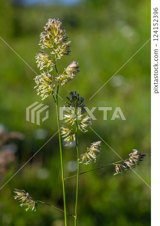 Plant Dactylis against green grass. In the meadow blooms valuable fodder grass Dactylis glomerata.Dactylis glomerata, also known as cock's foot, orchard grass, or cat grass Plant Dactylis against green grass. In the meadow blooms valuable fodder grass Dactylis glomerata.Dactylis glomerata, also known as cock's foot, orchard grass, or cat grass 124152396