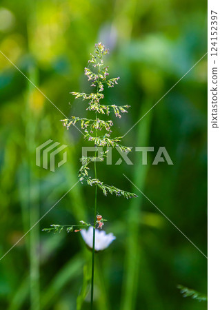 Calamagrostis arundinacea is a species of bunch grass in the family Poaceae, native to Eurasia, China and India. closeup of weeds of tropical mountains. Wild grass wallpaper. Weeds. nature grass Calamagrostis arundinacea is a species of bunch grass in the family Poaceae, native to Eurasia, China and India. closeup of weeds of tropical mountains. Wild grass wallpaper. Weeds. nature grass 124152397