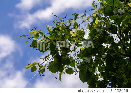 Linden, linden blossom with green leaves on a tree in summer 124152406