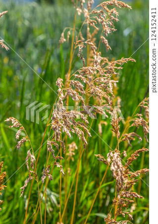 Poa trivialis rough bluegrass, rough-stalked meadow-grass or rough meadow-grass, is perennial plant regarded in US as ornamental plant. It is part of grass family 124152411