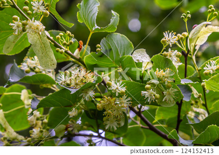 Linden, linden blossom with green leaves on a tree in summer 124152413