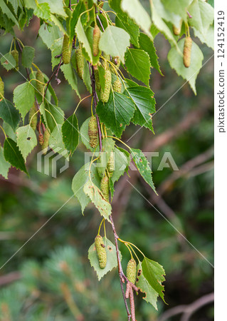 Summer background with a birch branch and earrings illuminated by the sun. Green birch leaves with dangling earrings Summer background with a birch branch and earrings illuminated by the sun. Green birch leaves with dangling earrings 124152419