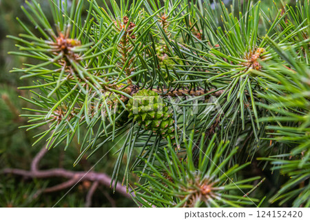 a small-growing cedar pine.Pinus pumila with big green cones in a sunny summer garden. Floral wallpaper 124152420