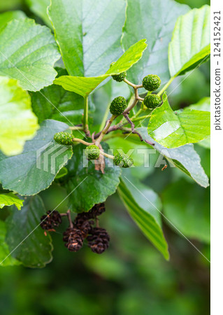 Green and brown alder cones, alder catkins and green leaves 124152421