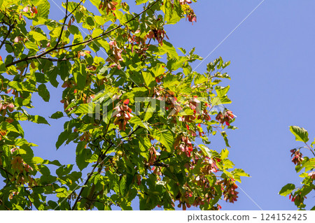 Maple Holly or maple sycamore or Maple platanolistny lat Acer platanoides a species of the genus Maple Acerfamily Sapindaceae 124152425