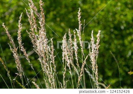 Mountain melick grass blooming in the wind 124152426
