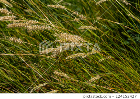 Hairy melic seeds - Latin name - Melica ciliata 124152427