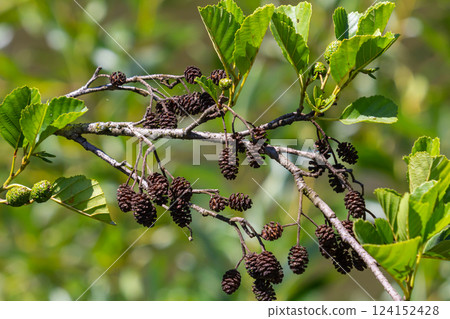 Green and brown alder cones, alder catkins and green leaves 124152428