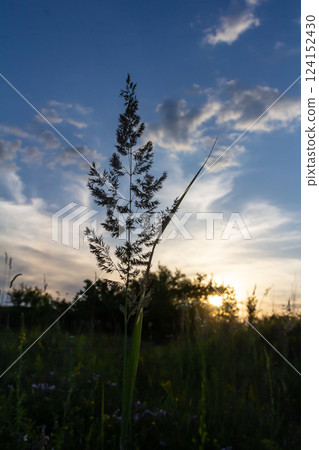 Calamagrostis arundinacea is a species of bunch grass in the family Poaceae, native to Eurasia, China and India. closeup of weeds of tropical mountains. Wild grass wallpaper. Weeds. nature grass 124152430