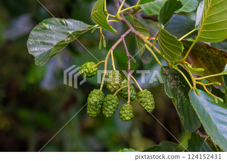 Green and brown alder cones, alder catkins and green leaves 124152431