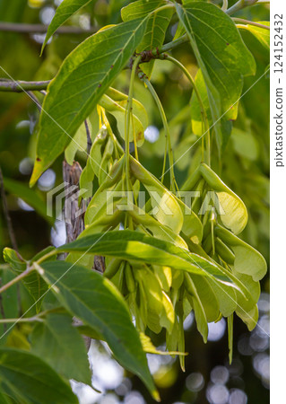 Maple Holly or maple sycamore or Maple platanolistny lat Acer platanoides a species of the genus Maple Acerfamily Sapindaceae 124152432