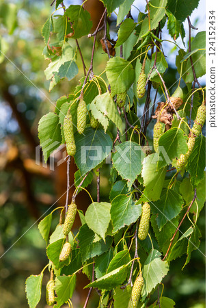 Summer background with a birch branch and earrings illuminated by the sun. Green birch leaves with dangling earrings 124152434