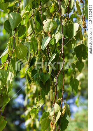 Detail of leafs and blossom of Betula pendula tree, silver birch Detail of leafs and blossom of Betula pendula tree, silver birch 124152435