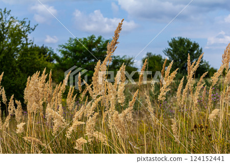 Inflorescence of wood small-reed Calamagrostis epigejos on a meadow Inflorescence of wood small-reed Calamagrostis epigejos on a meadow 124152441