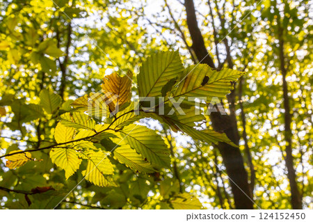 sunlit autumn leaves, colorful fall, colorful hornbeam leafs, carpinus sunlit autumn leaves, colorful fall, colorful hornbeam leafs, carpinus 124152450