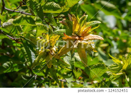 Branch of a hornbeam Carpinus betulus with drooping inflorescence and leaves in autumn, selected focus, narrow depth of field, copy space in the blurry background Branch of a hornbeam Carpinus betulus with drooping inflorescence and leaves in autumn, selected focus, narrow depth of field, copy space in the blurry background 124152451
