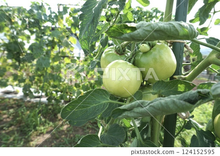 Home garden, green tomatoes 124152595