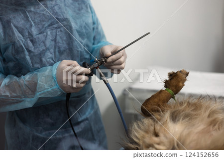 A veterinarian in gloves prepares an endoscope for a surgical procedure on a dog in a veterinary clinic, providing animal health and well -being. Conducting cystoscopy in a dog with an endoscope. 124152656