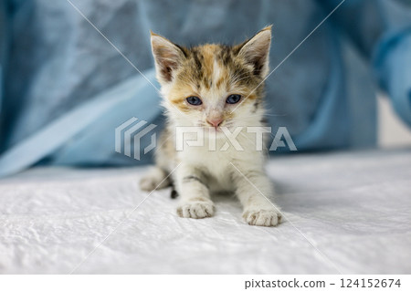 A veterinarian in a blue coat examines a small homeless kitten lying on a white examination table. The doctor provides the necessary medical care to the kitten and instills hope for a better life. A veterinarian in a blue coat examines a small homeless kitten lying on a white examination table. The doctor provides the necessary medical care to the kitten and instills hope for a better life. 124152674