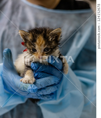 A veterinarian in blue gloves and a coat carefully holds a small tricolor stray kitten during a medical examination. The veterinarian provides the necessary care and support to the vulnerable animal. A veterinarian in blue gloves and a coat carefully holds a small tricolor stray kitten during a medical examination. The veterinarian provides the necessary care and support to the vulnerable animal. 124152678