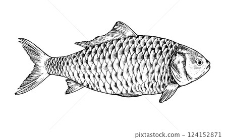 Vector black and white illustration. Hand drawn art on the theme of fish. With a white isolated silhouette on the background 124152871