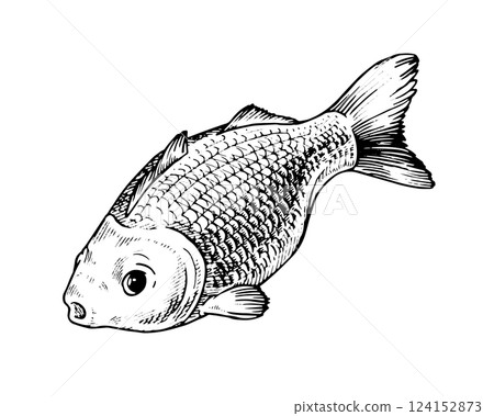 Vector black and white illustration. Hand drawn art on the theme of fish. With a white isolated silhouette on the background 124152873