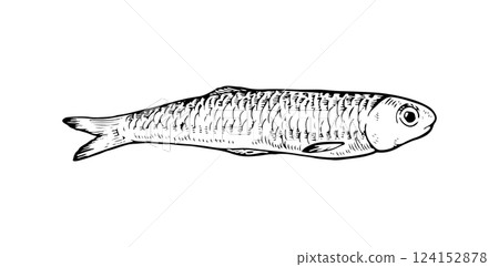 Hand drawn vector illustration of anchovy fish in black and white. Isolated sketch with vintage engraving details, perfect for seafood and marine life designs. With a silhouette on the background Hand drawn vector illustration of anchovy fish in black and white. Isolated sketch with vintage engraving details, perfect for seafood and marine life designs. With a silhouette on the background 124152878