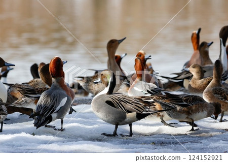 Flock of ducks standing on snow Flock of ducks standing on snow 124152921