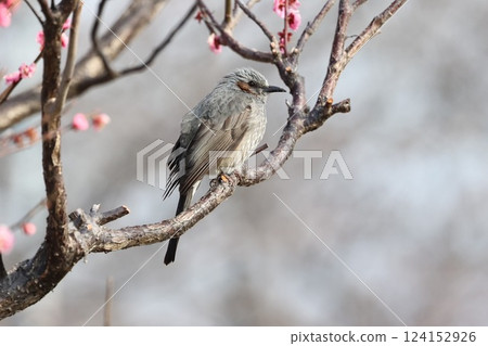 A bulbul perching on a cherry tree A bulbul perching on a cherry tree 124152926
