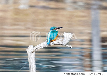 Kingfisher aiming for prey 124152939