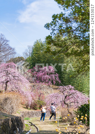 Weeping plum trees in full bloom at Ume-mi-no-oka Hill in Dai Park (Chita District, Aichi Prefecture) 124153017