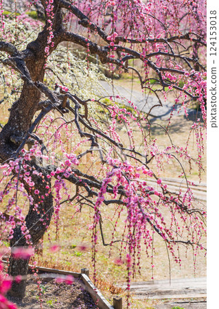 Weeping plum trees in full bloom at Ume-mi-no-oka Hill in Dai Park (Chita District, Aichi Prefecture) 124153018